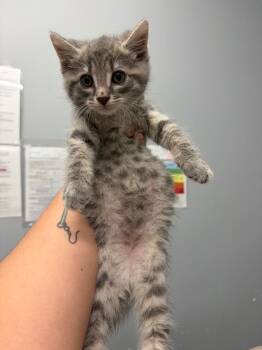 Lestat -  Domestic Short Hair Cat for Adoption in Bloomington, Indiana - Lestat | PetCurious