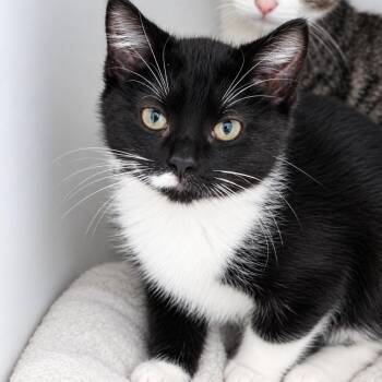 Phoebe -  Domestic Short Hair Cat for Adoption in Walnutport, Pennsylvania - Phoebe | PetCurious