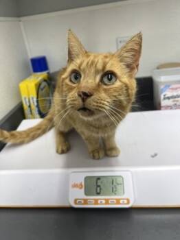 Rescue Domestic Short Hair Cats for Adoption in West Chester, Pennsylvania - Chuck | PetCurious