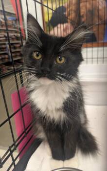 Fluff -Little Tuxedo, Big Heart - Courtesy Listing -  Tuxedo Cat for Adoption in Prescott, Arizona - Fluff -Little Tuxedo, Big Heart - Courtesy Listing | PetCurious