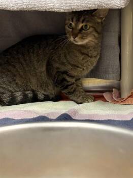 Domestic Short Hair Cats Available for Adoption - LADY FLASH | PetCurious