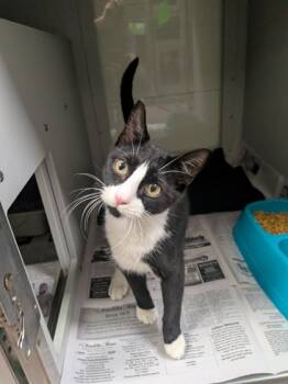 Rescue Domestic Short Hair Cats for Adoption in Louisburg, North Carolina - Emori | PetCurious