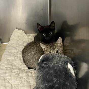 Batman -  Domestic Short Hair Cat for Adoption in Dickinson, Texas - Batman | PetCurious