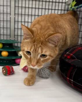 Domestic Short Hair Cats Available for Adoption in Raleigh, North Carolina - Mandu | PetCurious