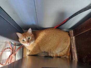 Jim Morrison -  Domestic Short Hair Cat for Adoption in Kalamazoo, Michigan - Jim Morrison | PetCurious