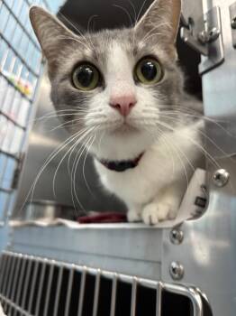 Domestic Short Hair Cats Available for Adoption - Bubbles | PetCurious