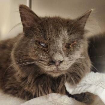 Domestic Medium Hair Cats Available for Adoption - Andi | PetCurious