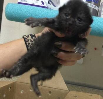 Domestic Short Hair Cats Available for Adoption - ABU | PetCurious