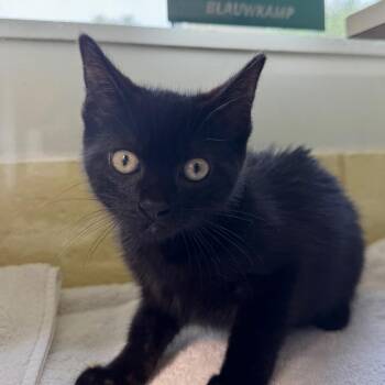 Leona -  Domestic Short Hair Cat for Adoption in West Olive, Michigan - Leona | PetCurious