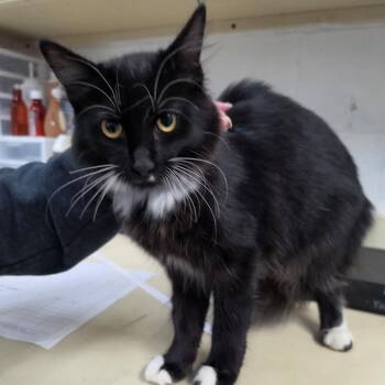 Bell -  Domestic Medium Hair Cat for Adoption in Ardmore, Oklahoma - Bell | PetCurious