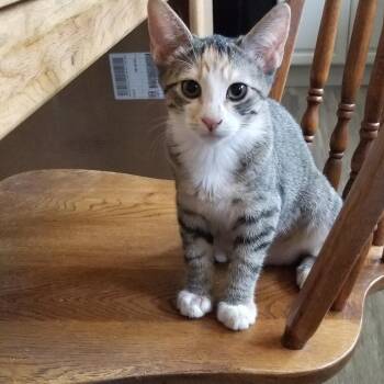 LUCY -  Tabby and Calico Cat for Adoption in Delta, Colorado - LUCY | PetCurious