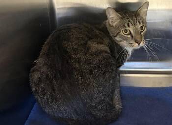 A352093 -  Domestic Short Hair Cat for Adoption in Auburn, California - A352093 | PetCurious