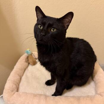 Sweet Boy -  Domestic Short Hair Cat for Adoption in Las Vegas, Nevada - Sweet Boy | PetCurious