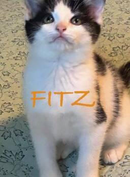 Fitz -  Domestic Short Hair Cat for Adoption in Kenosha, Wisconsin - Fitz | PetCurious