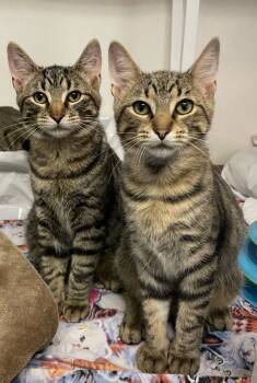 Rescue Domestic Short Hair Cats for Adoption in Westfield, New York - Bub | PetCurious
