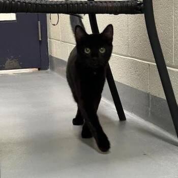 Domestic Short Hair Cats Available for Adoption - Michelin Star | PetCurious