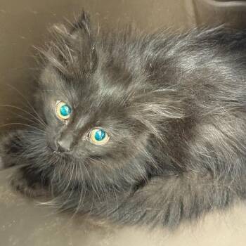 Huff -  Domestic Long Hair Cat for Adoption in Oshkosh, Wisconsin - Huff | PetCurious