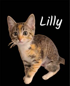 Lilly -  Domestic Short Hair Cat for Adoption in Auburn, California - Lilly | PetCurious