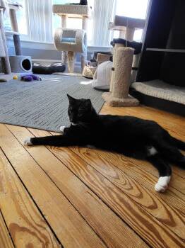 Rescue Domestic Short Hair and Tuxedo Cats for Adoption in Allentown, Pennsylvania - Jinx | PetCurious