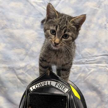 Rescue Domestic Short Hair Cats for Adoption in Lowell, Arkansas - Cinder | PetCurious