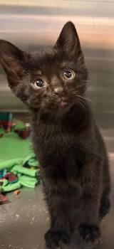 Ahsoka -  Domestic Short Hair Cat for Adoption in Columbia, Tennessee - Ahsoka | PetCurious