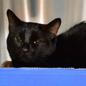 Kiwi -  Domestic Short Hair Cat for Adoption in Emporia, Kansas - Kiwi | PetCurious