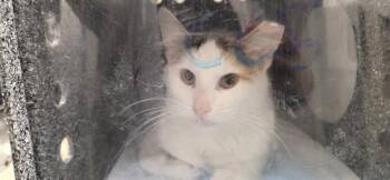 PRINGLE -  Domestic Short Hair Cat for Adoption in Rowlett, Texas - PRINGLE | PetCurious