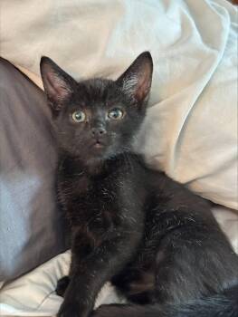 Fritz -  Domestic Short Hair Cat for Adoption in Naugatuck, Connecticut - Fritz | PetCurious