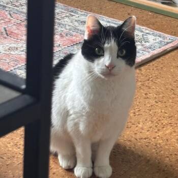 Whiz -  Domestic Medium Hair Cat for Adoption in Chicago, Illinois - Whiz | PetCurious
