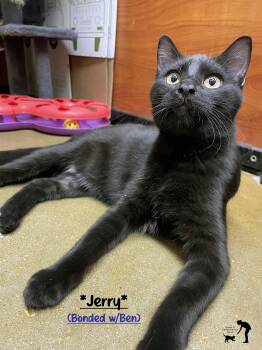 Domestic Short Hair Cats Available for Adoption - Jerry (Bonded W/Ben) | PetCurious
