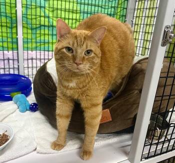 Rescue Domestic Short Hair Cats for Adoption in Raleigh, North Carolina - Cayenne | PetCurious