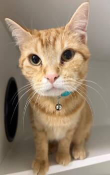 Rescue Domestic Short Hair Cats for Adoption in Huntington, Indiana - Jules | PetCurious