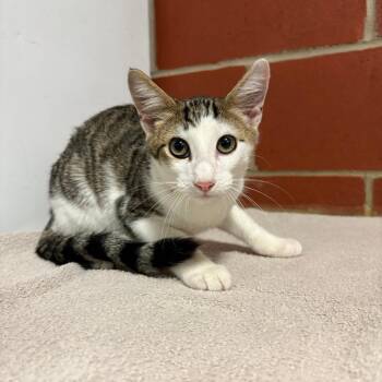 Pot Pie -  Domestic Short Hair Cat for Adoption in Cabot, Arkansas - Pot Pie | PetCurious