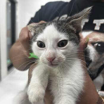 Sidney -  Domestic Short Hair Cat for Adoption in Newark, New Jersey - Sidney | PetCurious