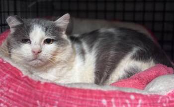 Domestic Short Hair Cats Available for Adoption - Boingo | PetCurious