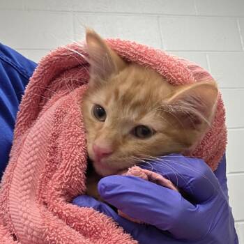 Chaco -  Domestic Short Hair Cat for Adoption in Chattanooga, Tennessee - Chaco | PetCurious
