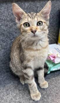 Sally -  Domestic Short Hair Cat for Adoption in Dyersburg, Tennessee - Sally | PetCurious