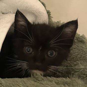 Midnight -  Domestic Medium Hair Cat for Adoption in Greensboro, North Carolina - Midnight | PetCurious