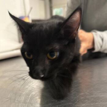 Domestic Short Hair Cats Available for Adoption in Fredericksburg, Virginia - Welfus | PetCurious