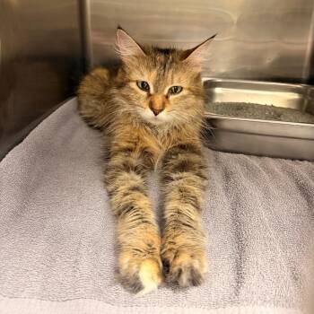Domestic Short Hair Cats Available for Adoption in Indianapolis, Indiana - Marshmallow | PetCurious
