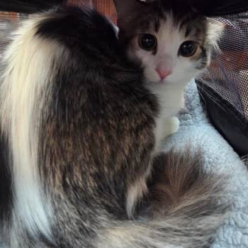 Domestic Medium Hair Cats Available for Adoption in Pasadena, California - Mrs Clausy | PetCurious