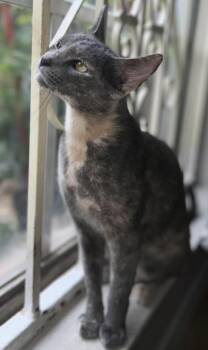 Zoe -  Domestic Short Hair Cat for Adoption in Liverpool, Texas - Zoe | PetCurious