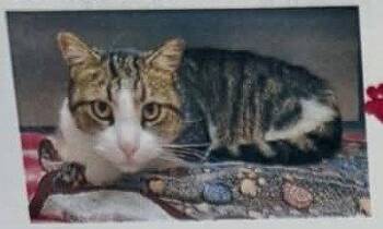 Boots -  Domestic Short Hair Cat for Adoption in Evergreen, Colorado - Boots | PetCurious