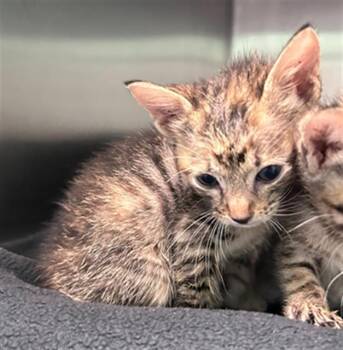 TWINKIE -  Domestic Short Hair Cat for Adoption in Dallas, Texas - TWINKIE | PetCurious