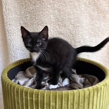 Rescue Domestic Short Hair Cats for Adoption in Jacksonville, Florida - Gigi =^.^= | PetCurious