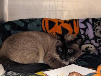 Rescue Siamese Cats for Adoption in San Jose, California - A1394104 | PetCurious
