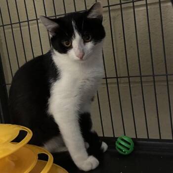 Derek -  Domestic Short Hair Cat for Adoption in Columbus, North Carolina - Derek | PetCurious