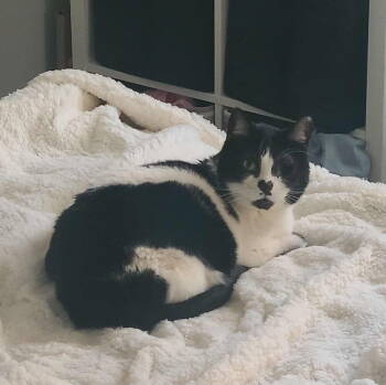 Rescue Domestic Short Hair Cats for Adoption in Bolton, Connecticut - Valentina | PetCurious