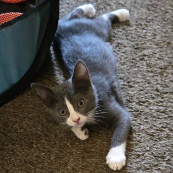 Sage -  Domestic Short Hair Cat for Adoption in Lakewood, California - Sage | PetCurious