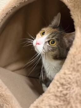 Manon -  Domestic Short Hair Cat for Adoption in Fruit Heights, Utah - Manon | PetCurious